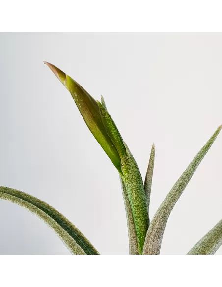 Tillandsia Mystic Trumpet