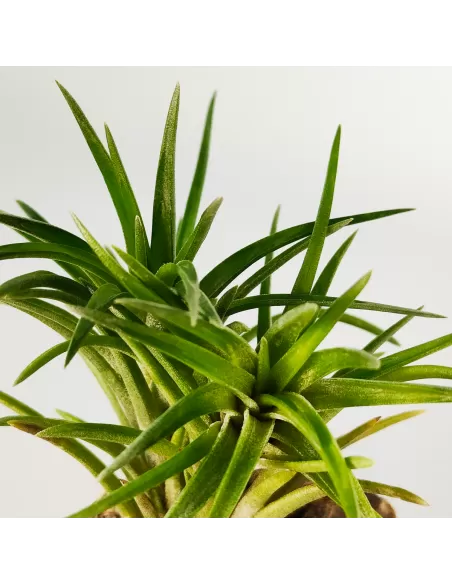 Tillandsia Neglecta