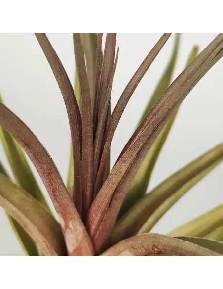 Tillandsia Nez Misso