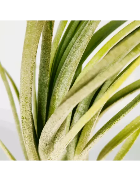 Tillandsia Nidus