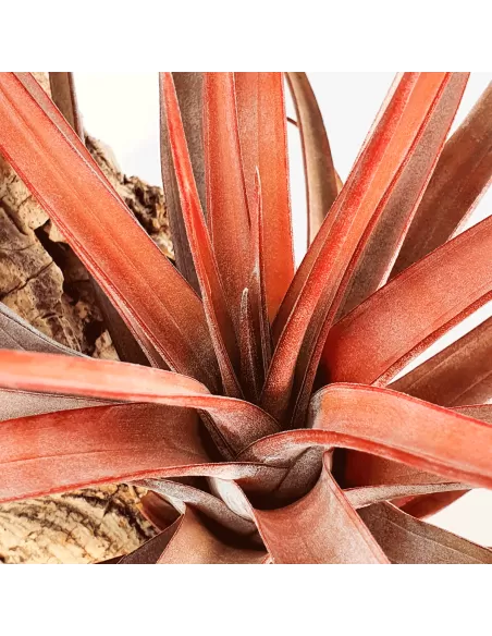 Tillandsia novakii