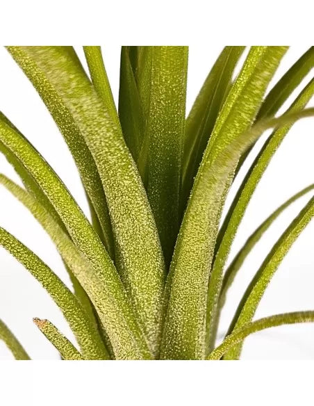 Tillandsia Oh my Goodness