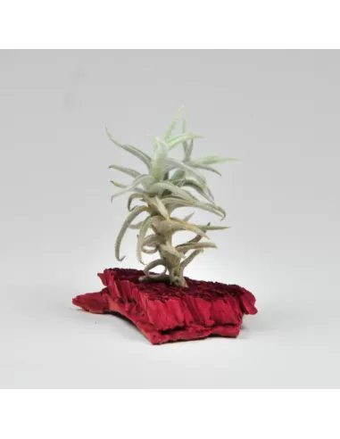 Tillandsia Paleacea Mini