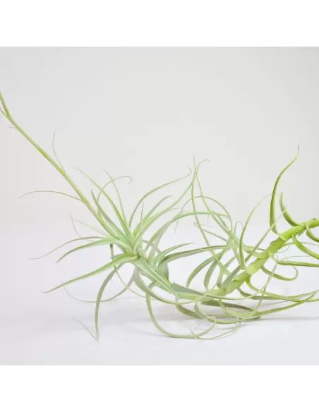 Tillandsia Paleacea