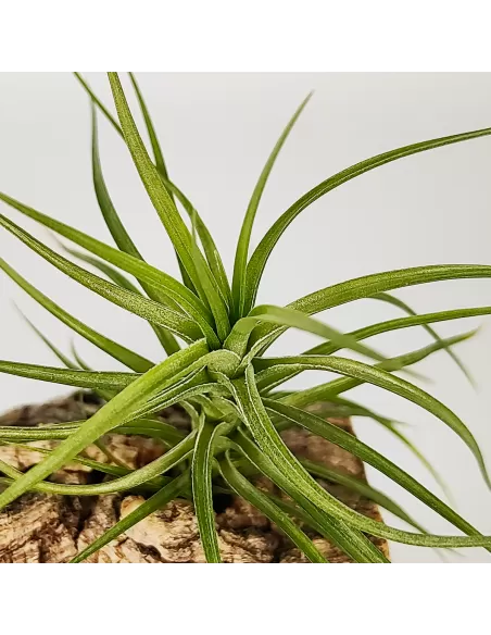 Tillandsia Pink Star x Tenuifolia Var. Vaginata