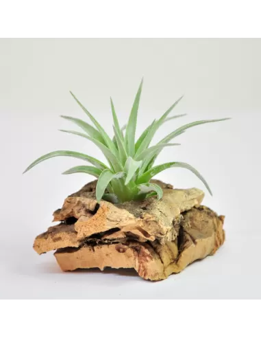 Tillandsia Plagiotropica