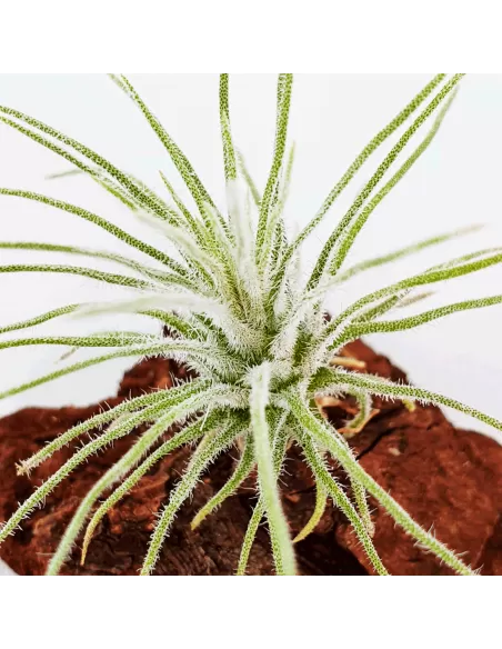 Tillandsia Plumosa
