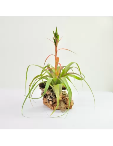 Tillandsia polystachia