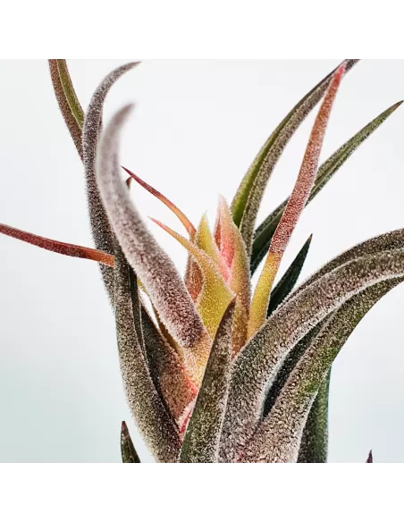 Tillandsia pruinosa