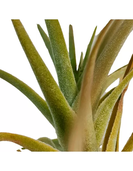 Tillandsia Purpurea Forma nº 14