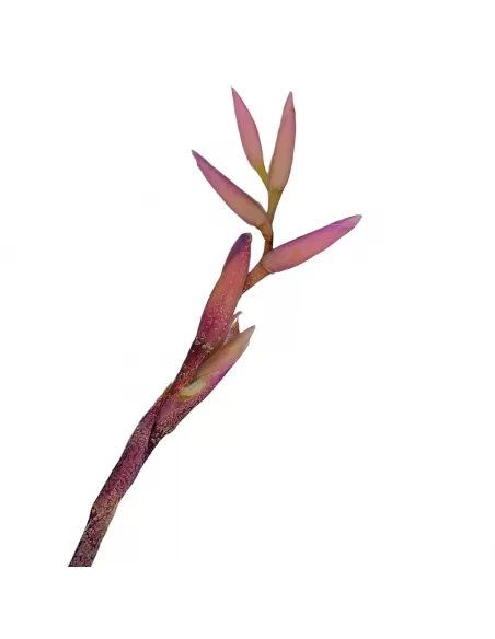 Tillandsia Purpurea Forma nº 15