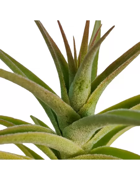 Tillandsia Purpurea Forma nº 2