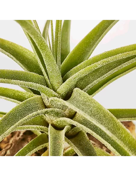 Tillandsia Purpurea Mororum