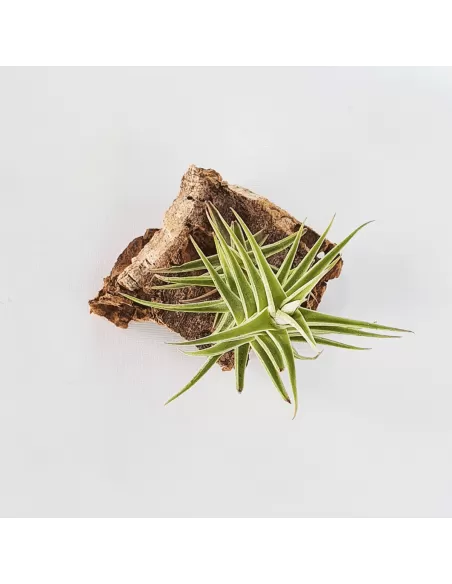 Tillandsia Purpurea Shooting Star