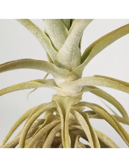 Tillandsia Purpurea Type 9