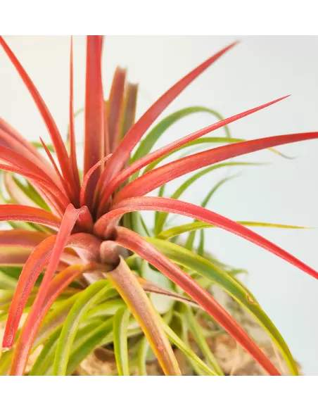 Tillandsia Rainforest Red