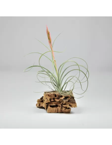 Tillandsia rectifolia
