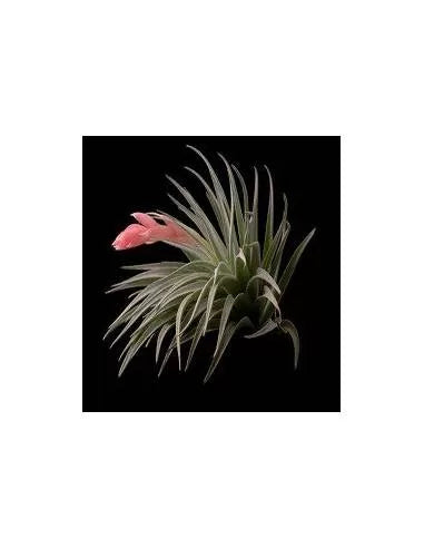 Tillandsia recurvifolia