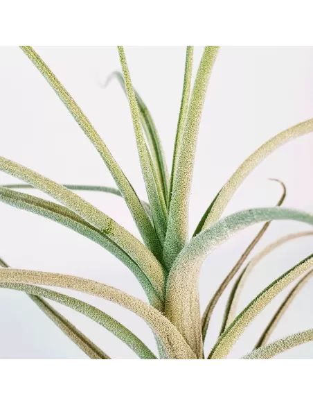 Tillandsia reducta