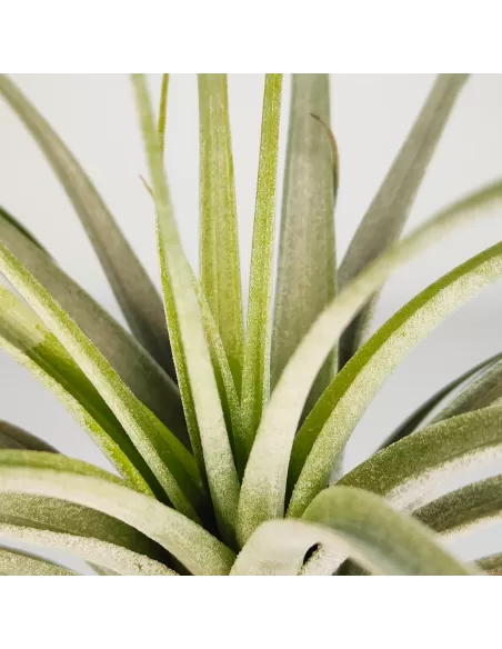 Tillandsia Reilys Best