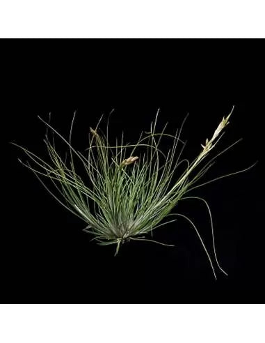 Tillandsia Remota Clump