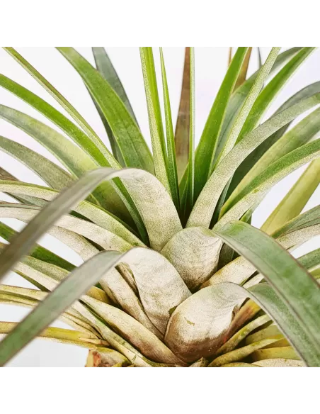 Tillandsia rhomboidea