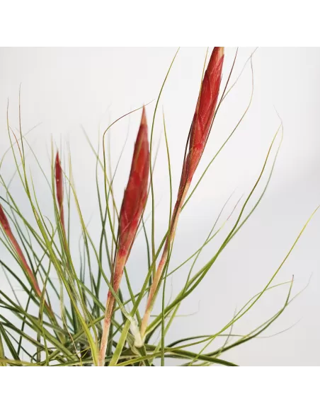 Tillandsia Schiedeana Mayor Clump