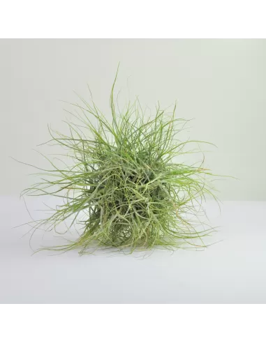 Tillandsia Wireball Schiedeana