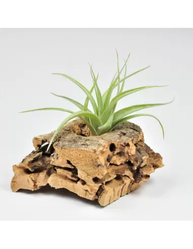 Tillandsia Schreiteri