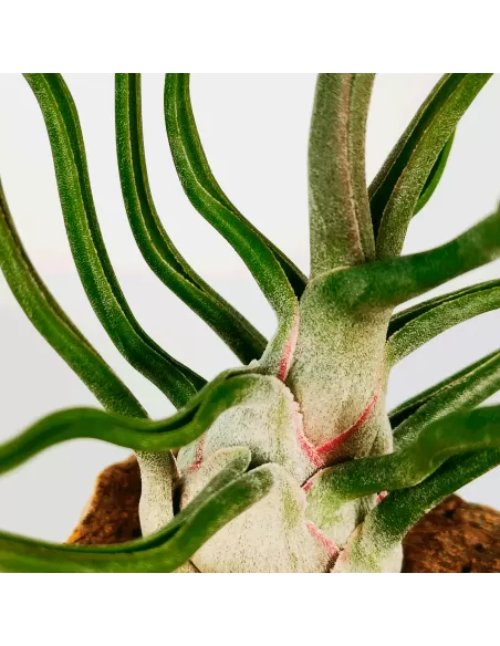 Tillandsia Showtime