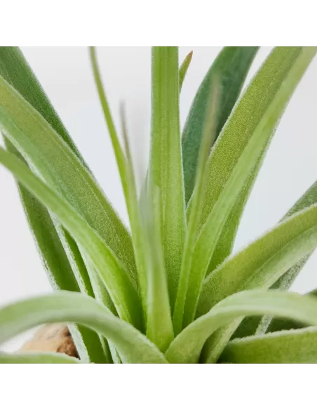 Tillandsia Singapore Sling