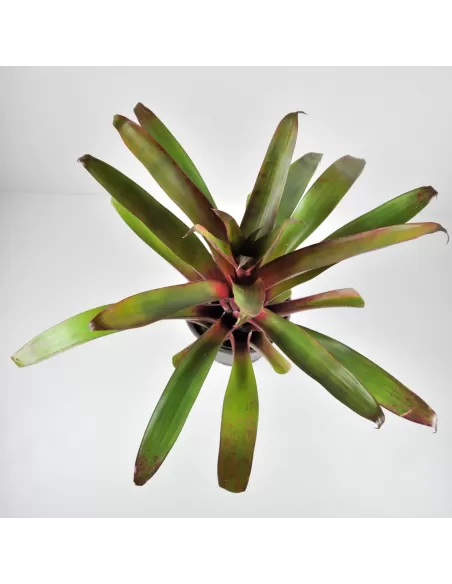 Tillandsia Somnians