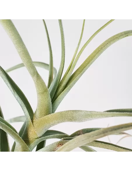 Tillandsia Straminea Apurimac