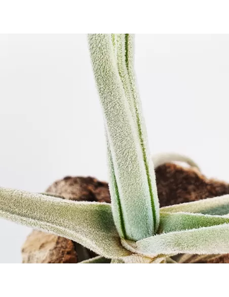 Tillandsia Streptocarpa