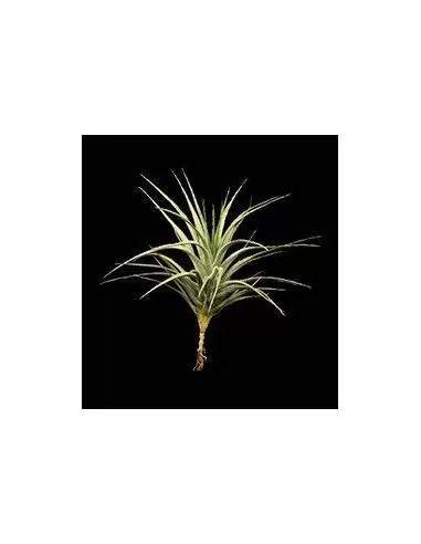 Tillandsia stricta albiflora