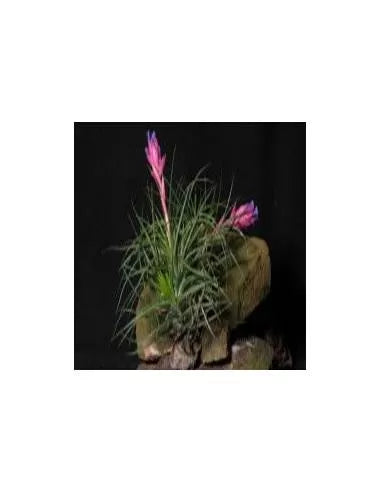 Tillandsia Stricta Ametista