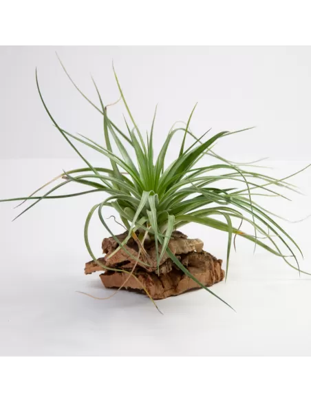Tillandsia Stricta Hart
