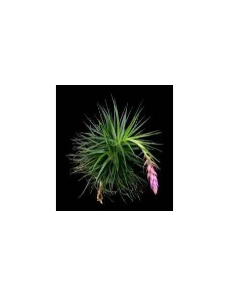 Tillandsia Stricta