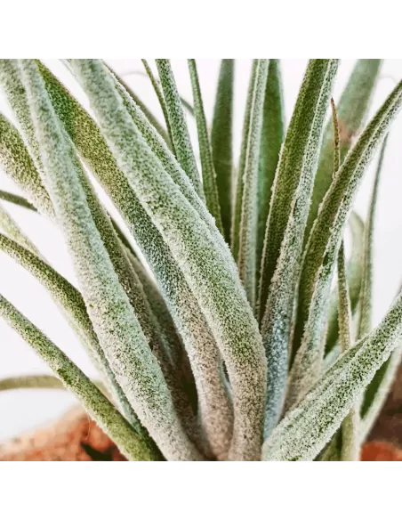 Tillandsia sucrei