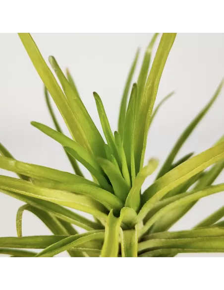 Tillandsia Tenuifolia Emerald Forest