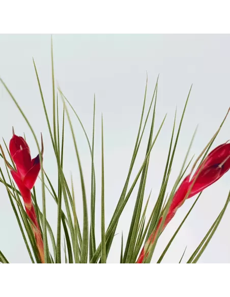 Tillandsia Tenuifolia Twin