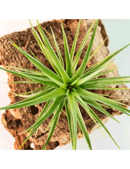 Tillandsia tenuifolia Vaginata