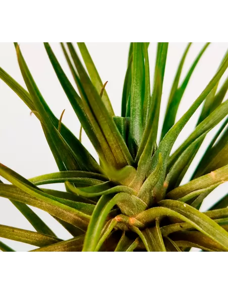 Tillandsia Tenuifolia Variedad Saxicola