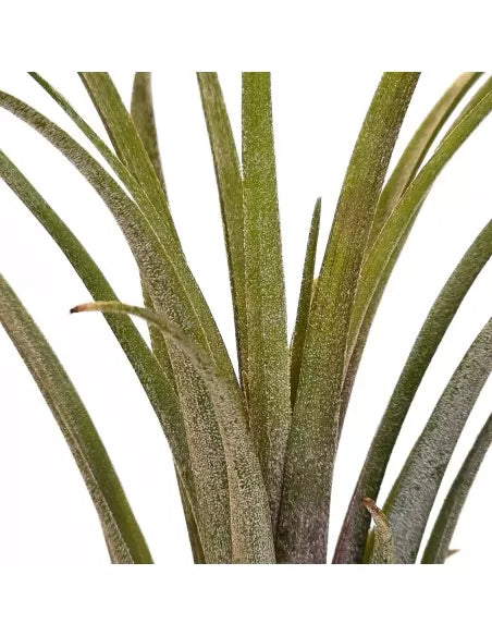 Tillandsia Timm Outbrust