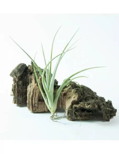 Tillandsia Toropiensis