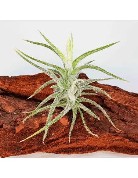 Tillandsia Tricholepis Macrophylla (Spiralipetala)