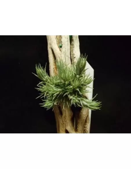 Tillandsia Tricholepis Pulk