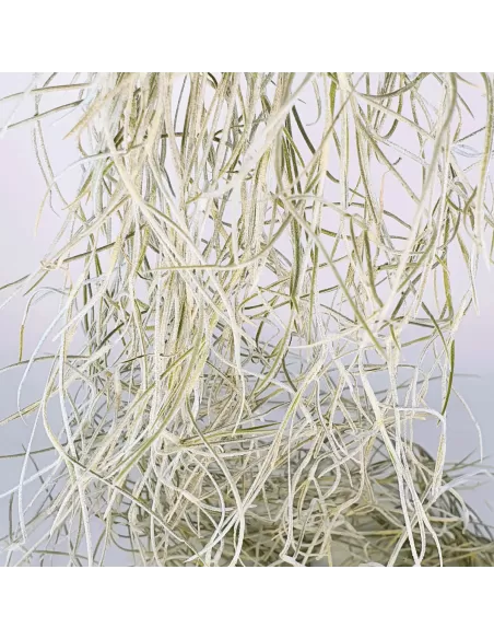 Tillandsia Usneoides Capellini