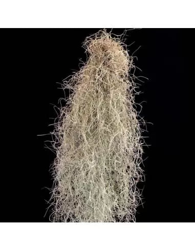 Tillandsia usneoides fine green