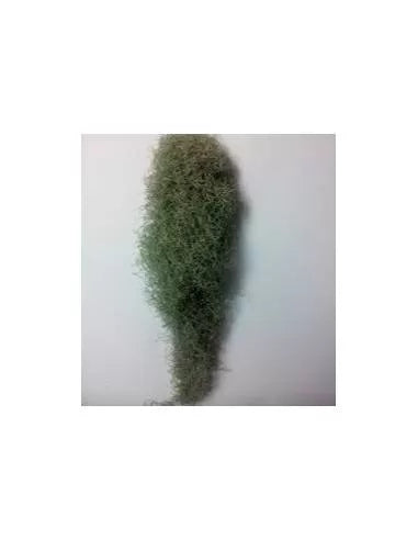 Tillandsia Usneoides Spiderweb